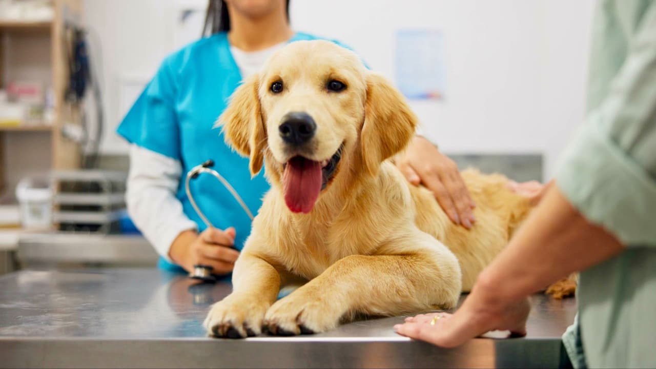<h3 class="cms-H3-H3">Preguntas frecuentes </h3>
<br>
<b>¿Qué pasa si no alcanzo lugar? </b>
<br>La clínica estará operando los cinco días, del 28 de julio al 1 de agosto. Si no lograste acceder un día, puedes regresar temprano al siguiente. 
<br>
<b>¿Recibiré indicaciones sobre el alta? </b>
<br>Sí. Al dejar a tu mascota recibirás información sobre la recogida, y cuando la recojas te entregarán instrucciones escritas de alta médica. 
<br>
<b>¿Dónde puedo hacer preguntas adicionales? </b>
<br>Si tienes dudas en español, puedes contactar directamente a la coordinadora Valeria Moreno al correo: Valeria.Moreno@austintexas.gov