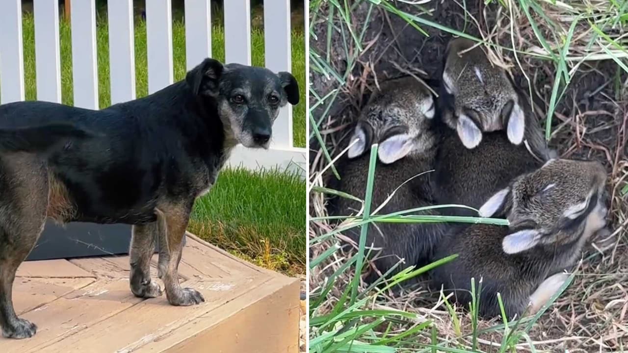 Perrita se convierte en la 'niñera' de unos conejitos bebés: así los cuidó de otros animales