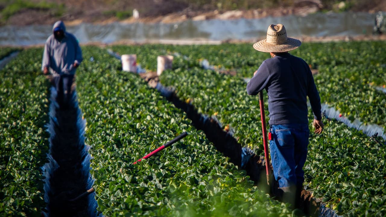 Una abogada explica porqué el programa de visas H2-A “ha fallado” a los trabajadores agrícolas
