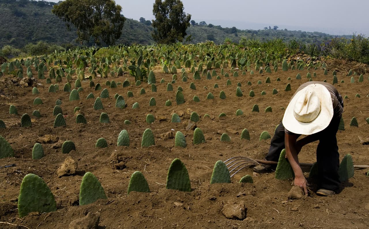 El 
<a href="https://www.univision.com/noticias/nutricion/por-que-estos-cactus-pueden-ayudarte-con-el-sobrepeso">nopal</a> era la planta de la vida en algunos mitos aztecas y en la actualidad aquella idea no ha perdido vigencia: sus usos van desde gastronomía y nutrición hasta belleza y salud
