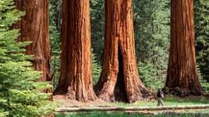 Los parques 
<b><a href="https://www.nps.gov/seki/index.htm" target="_blank">Sequoia y Kings Canyon</a></b>
<a href="https://www.nps.gov/seki/index.htm" target="_blank"> </a>o frecen un espectacular paisaje, belleza y majestuosidad. Sus enormes montañas, estribaciones escarpadas, profundos cañones, vastas cavernas y los árboles más grandes del mundo impresionan a sus visitantes. Estos dos parques se encuentran uno al lado del otro en el sur de Sierra Nevada al este del valle de San Joaquín en California.