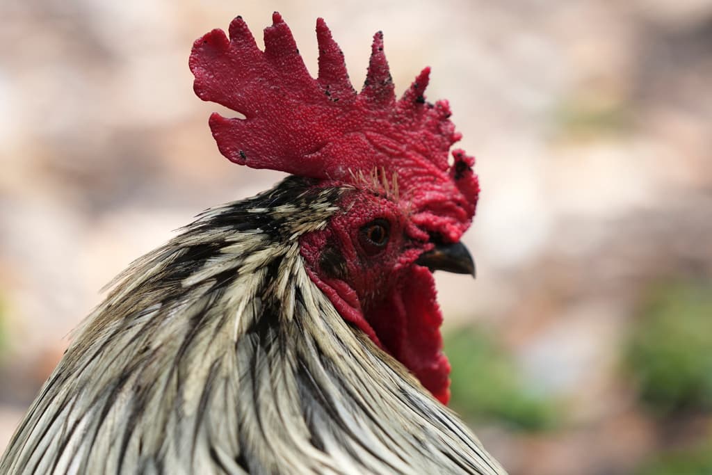 ¿Por qué hay tantos gallos en el centro de Miami? La explicación detrás del fenómeno