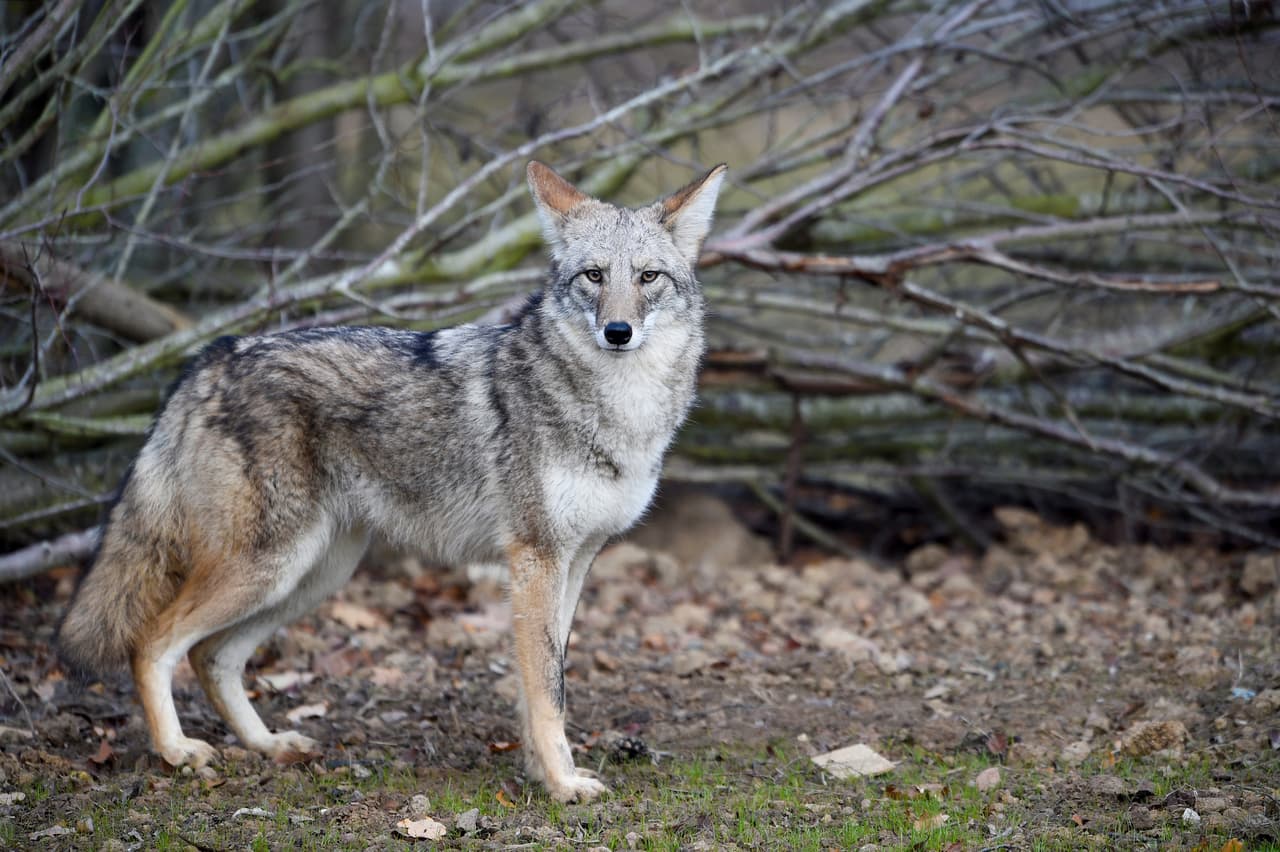 Si ve un coyote cerca 
<b>haga sonidos y movimientos exagerados para ahuyentarlos.</b> También puede tener silbatos u objetos como sombrillas para asustarlos, pero los coyotes “son inteligentes y no puedes seguir haciendo el mismo ruido y esperar que los coyotes caigan en el mismo truco una y otra vez”.