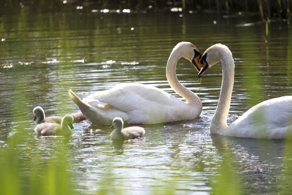 Libra también es un signo refinado, elegante, que le gusta el lujo, el arte y lo espiritual. Es muy creativo, armónico y digno, como un refinado 
<b>cisne</b>.