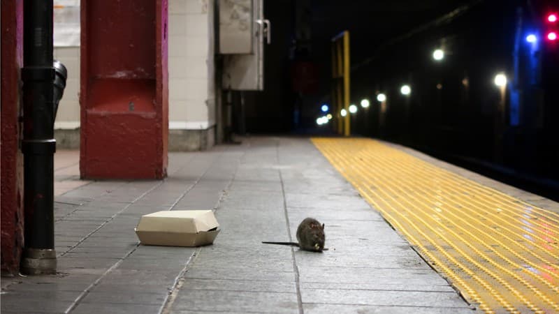 Ditmars Steinway, Queens, City Island, el Upper East Side, Lenox Hill, Yorkville y Mott Haven todos han visto un aumento del 100% en los avistamientos de ratas.