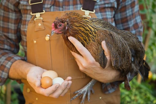 <b>Carne de aves.- </b>La carne de pollo, avestruz o gallina queda totalmente prohibida en su presentación fresca o congelada. Otros productos, como el huevo, también quedan excluidos de la lista de ingresos. Sin embargo, alimentos, como el paté, podrán pasar enlatados y sellados por una autoridad sanitaria, con un límite de hasta 1 kilogramo. El pavo o pollo ahumado podrán ingresar mientras estén dentro de su paquete original y no sobrepasen las 13 libras (6 kilogramos).