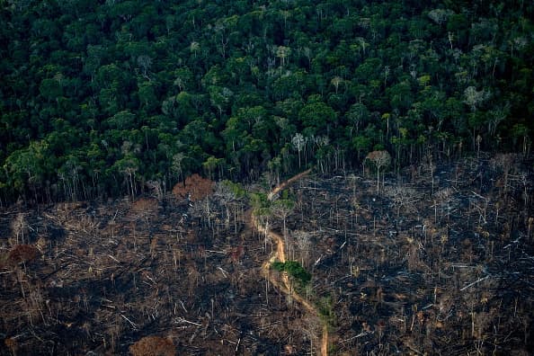 ¿Qué tiene que ver tu bolso de Zara con la deforestación del Amazonas? Te lo explicamos  