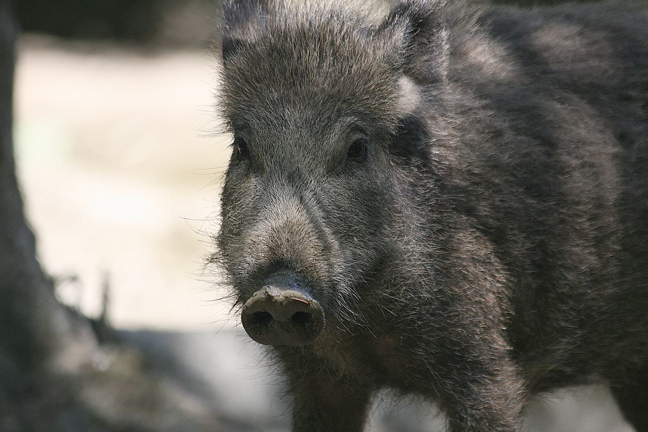 <b>Jabalí, también conocido como ‘cerdo salvaje’. </b>Originario de Eurasia, fue traído al continente americano en los primeros años de la colonia como una importante fuente de proteínas. Eran domesticados y se sospecha que algunos escaparon o fueron liberados intencionalmente. Estos animales dañan plantas y cultivos, y compiten con especies nativas.