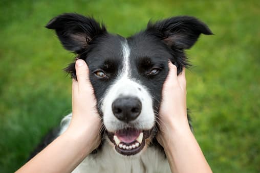 <b>Evita las multitudes. </b>Evita llevar a tu perro a eventos muy concurridos, desfiles y otras reuniones con muchas personas. Una combinación de calor, ruidos fuertes, espacios abarrotados y ruidos no solo puede ser estresante, sino también perjudicial para la salud del animal.
