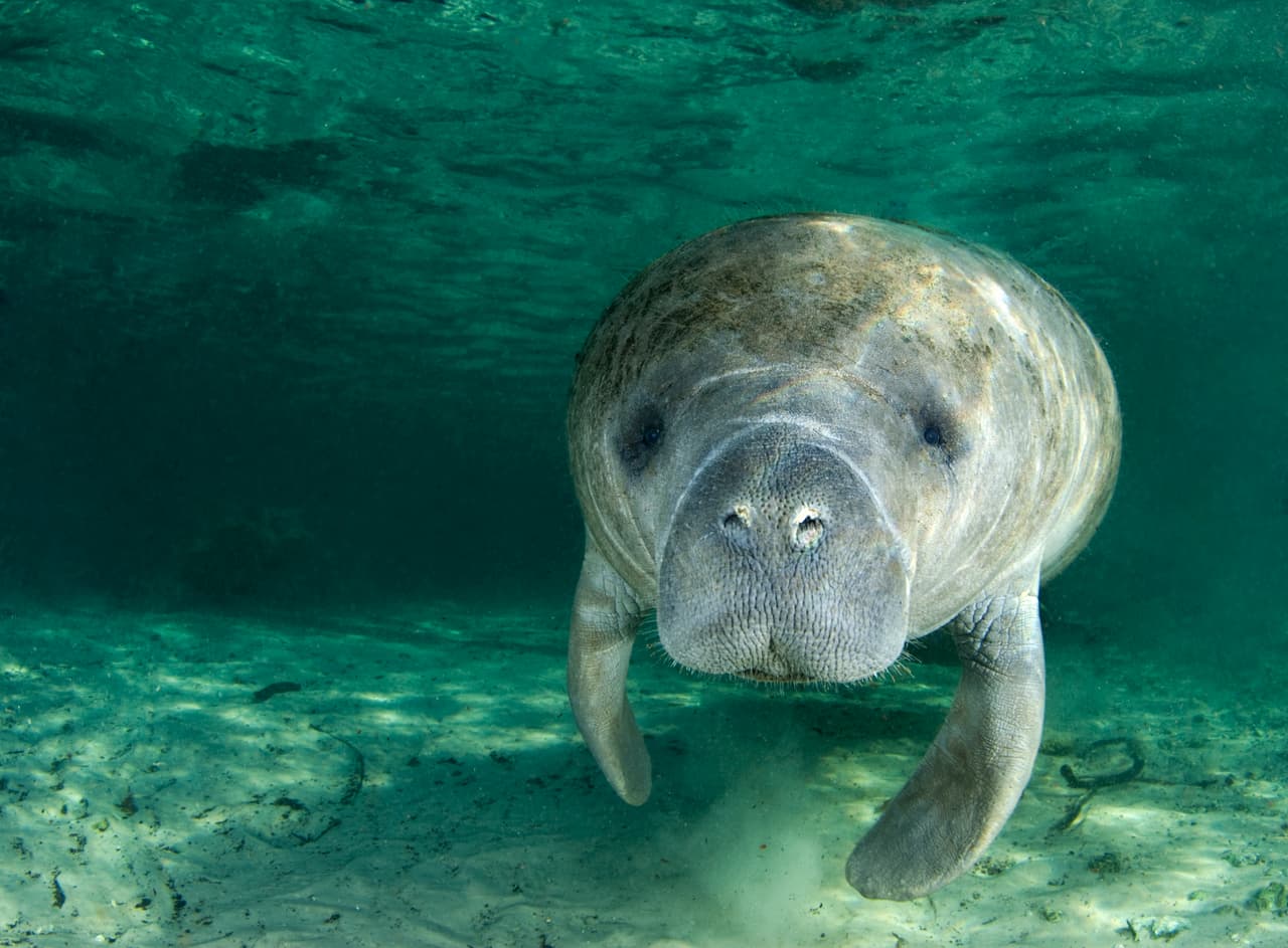 <b>Viven en la superficie. </b>Los manatíes son una especie en grave peligro de desaparecer porque viven en aguas tibias y poco profundas.
