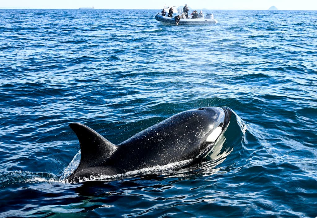 Pero en Point Loma, a seis millas de distancia, 
<b><a href="https://www.univision.com/local/los-angeles-kmex/seaworld-san-diego-anuncia-que-una-ballena-orca-fue-sacrificada-por-problemas-de-salud" target="_blank">las orcas</a></b> son las que se roban el show este 2024.