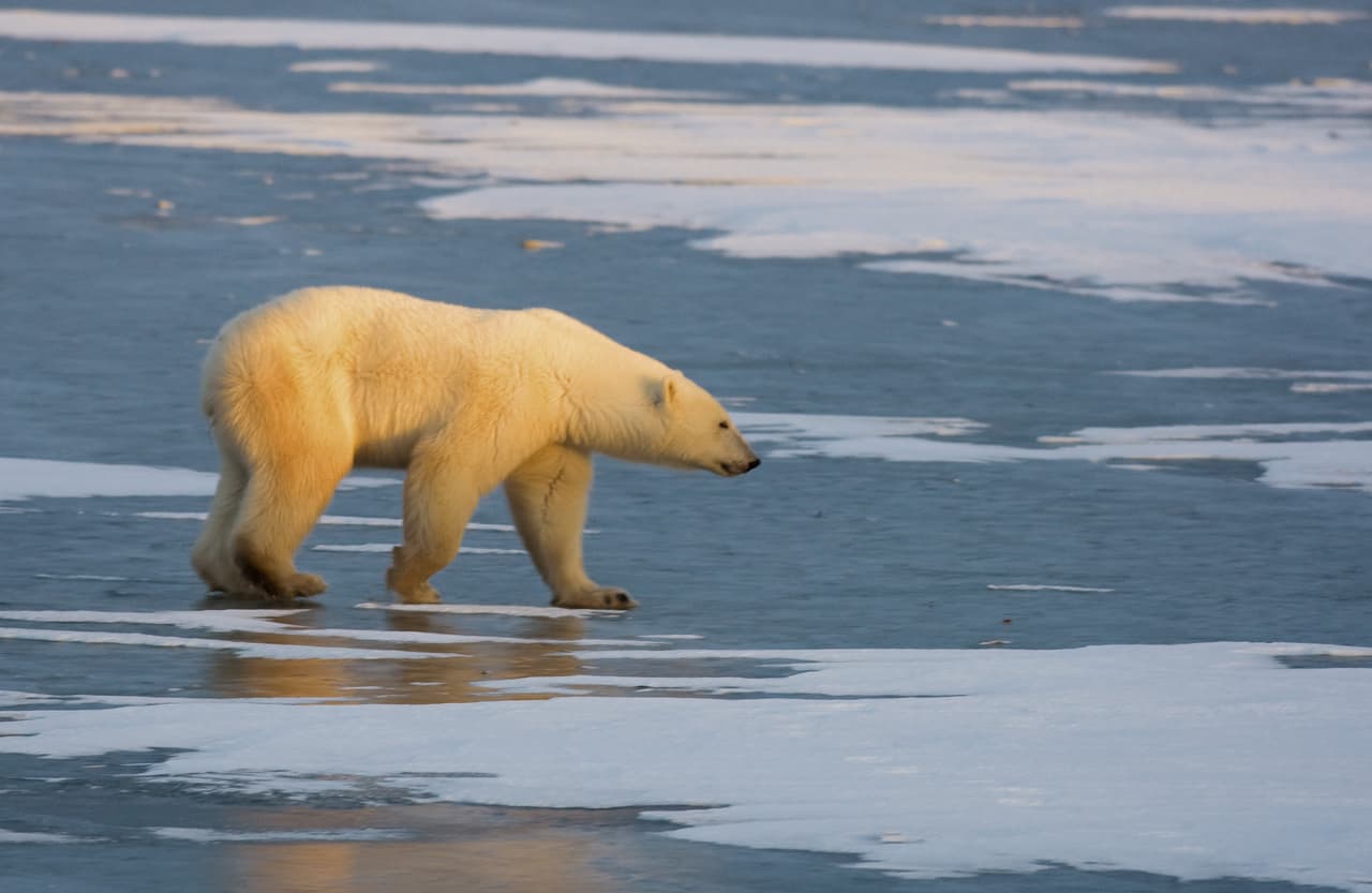 Su principal amenaza es el Cambio Climático. La reducción de hielo en el polo norte está dejando a esta especie sin su principal hábitat.