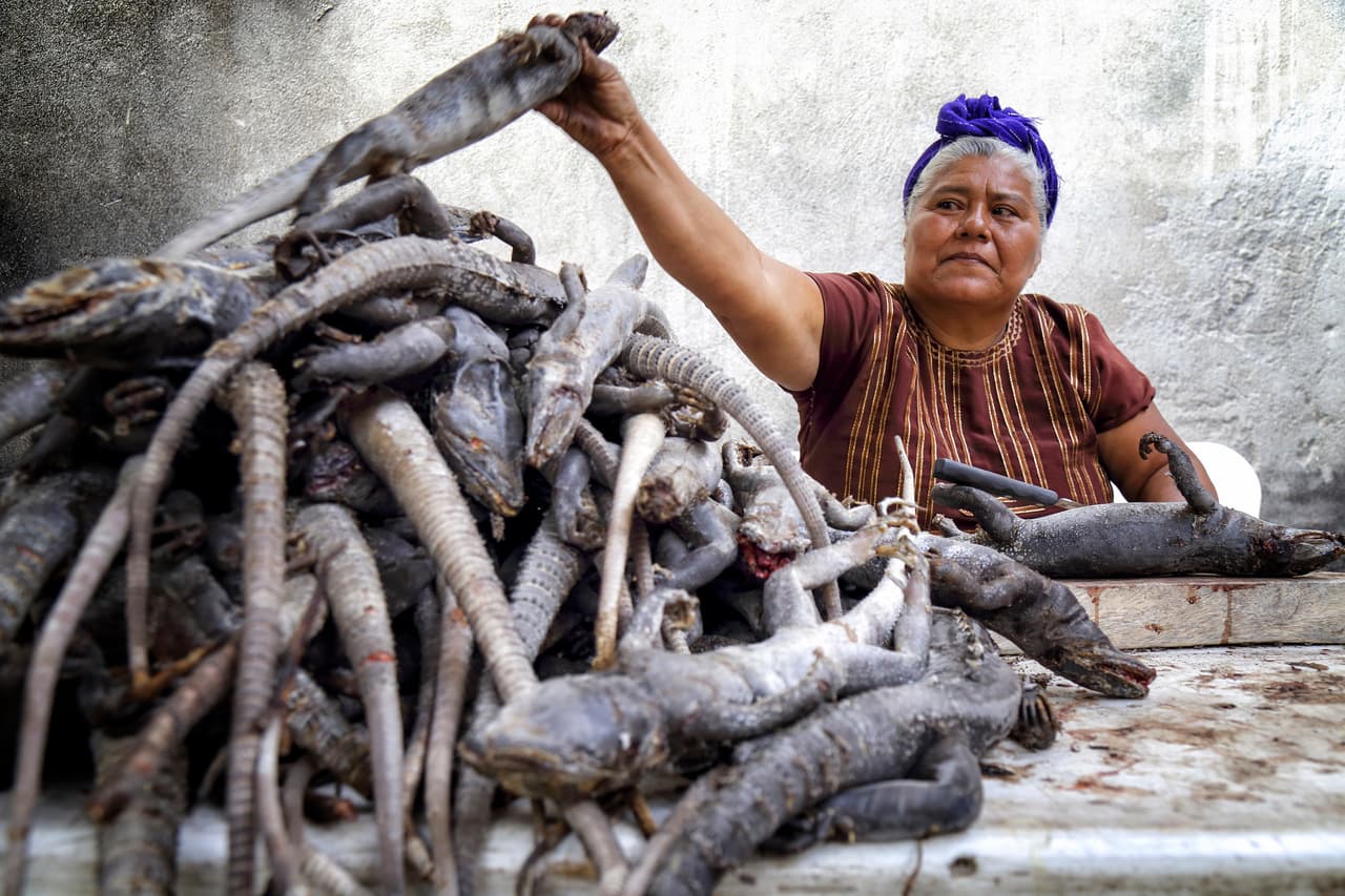 “Se consumen aproximadamente unas 500 iguanas diarias en el mercado durante esta Semana Santa“, explicó a la agencia Efe Juan Celis, encargado del iguanario del Foro Ecológico Juchiteco, una organización que trabaja para preservar la especie.