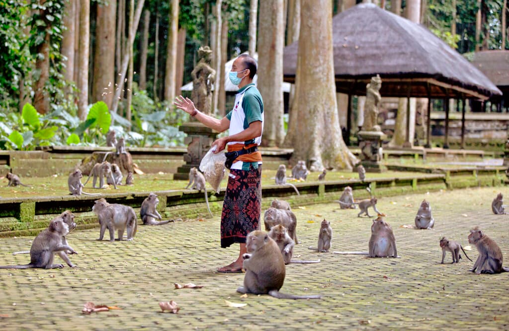 En épocas normales, el área selvática protegida en el sureste de la isla indonesia es popular entre los residentes locales para sacar fotos de bodas, así como entre los visitantes internacionales. Los monos relativamente mansos pueden ser convencidos fácilmente para que se sienten en un hombro o en el regazo de alguien a cambio de un puñado de nueces.