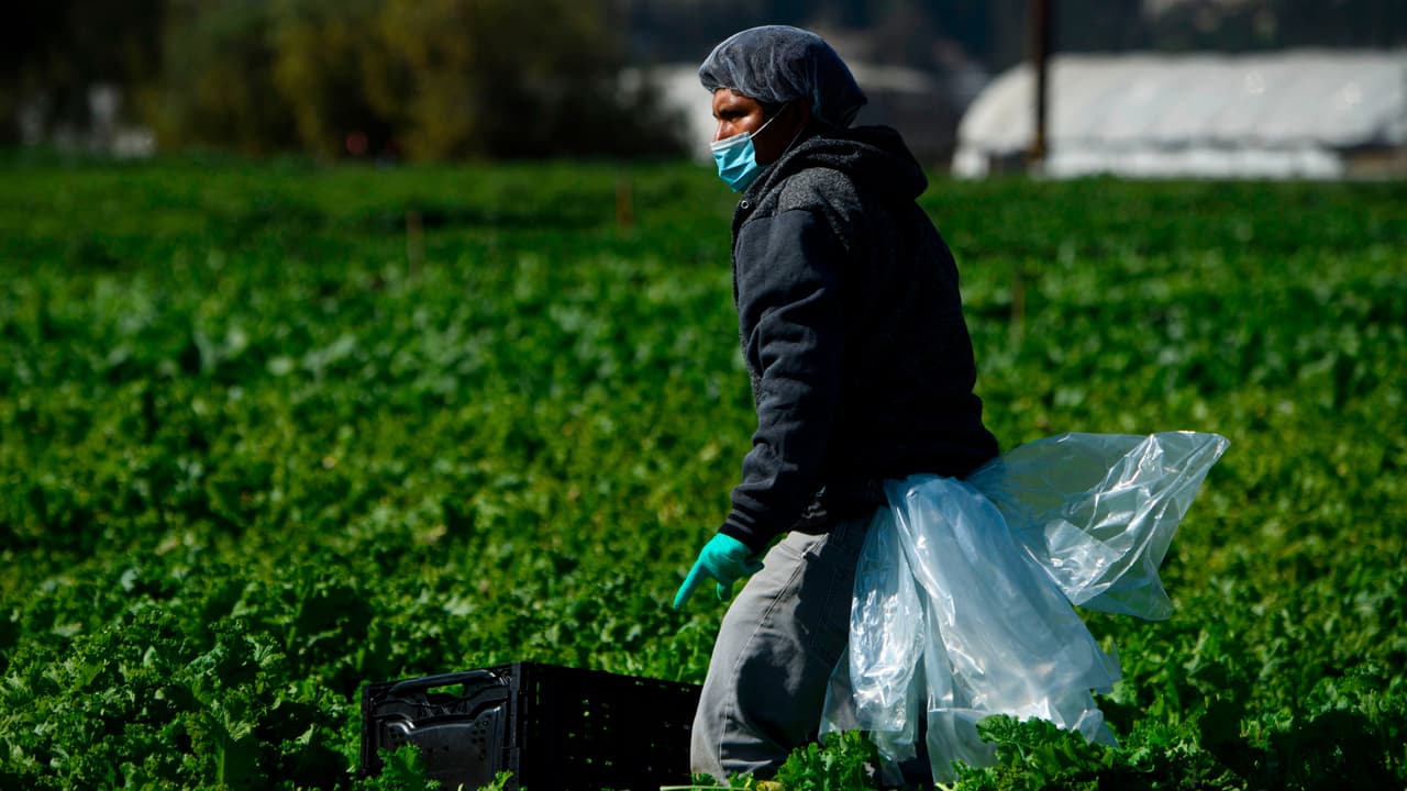 Detectan violaciones a los derechos de trabajadores agrícolas en 80% de las investigaciones 