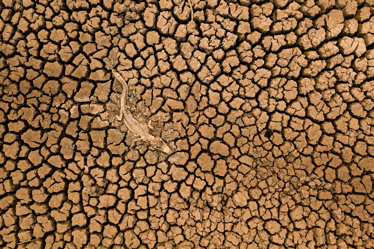 <b>‘Ahogado’</b>
<br>
<br>Los restos de un caimán yacaré en el fango seco de una carretera en Matto Grosso, Brasil, primer lugar en la categoría ‘paisaje’. La foto fue tomada con un dron en octubre de 2020, en pleno apogeo de las sequías que azotaban la zona.
<br>
<br>“Las imágenes capturadas para la competencia anual inspiran asombro e invitan a la exploración del increíble mundo que nos rodea”, explica el premio.
<br>