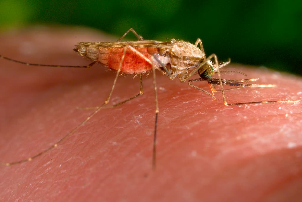 Malaria en EEUU y aumento de enfermedades por el calentamiento global: cinco interrogantes