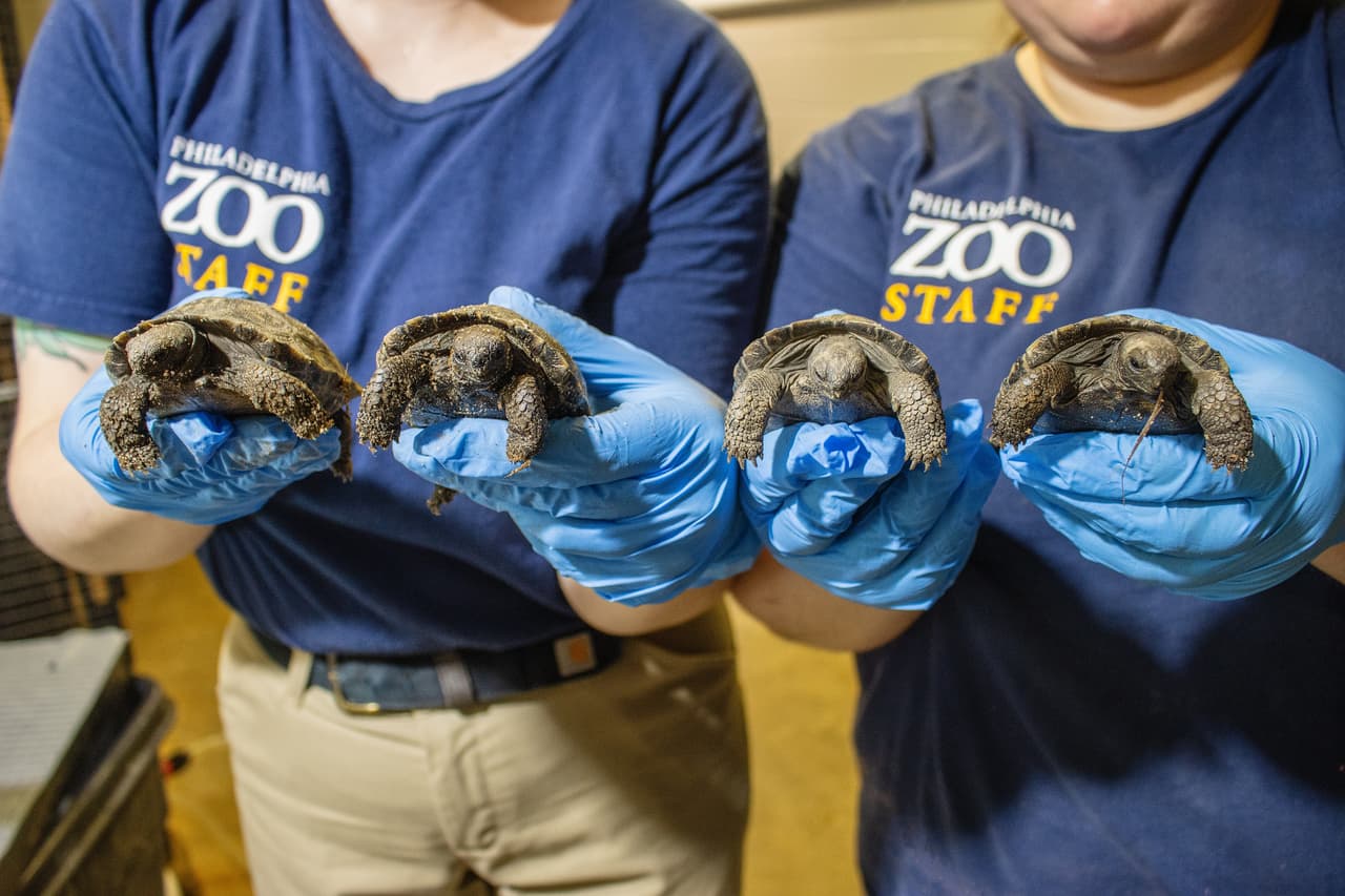 Las tortuguitas harán su debut al público el próximo 23 de abril, el día en que su mamá cumple 93 años de haber llegado al zoológico de Filadelfia.