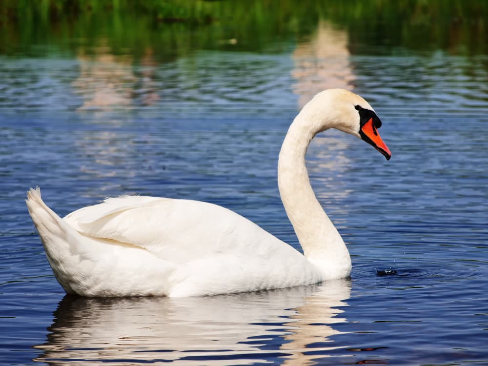 Es un sueño fantástico, ya que el cisne es un elemento muy importante, no solamente en la mitología, sino también en la ópera, en la poesía, en la literatura, en la pintura. Si sueñas con un cisne, el amor está garantizado por muchísimo tiempo, y si es un cisne blanco, más todavía.