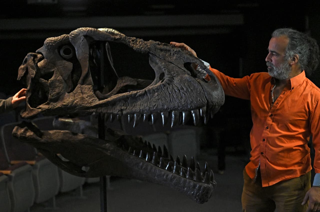 Un grupo de paleontólogos anunció este jueves 
<b>el descubrimiento de una nueva especie de dinosaurio carnívoro gigante </b>que vivía en lo que es Patagonia argentina. 
<br>
<br>En la imagen, el paleontólogo argentino Sebastián Apesteguia muestra una réplica del fósil de 
<b>Meraxes gigas</b>, el dinosaurio carnívoro gigante recién descubierto.
<br>
<br>