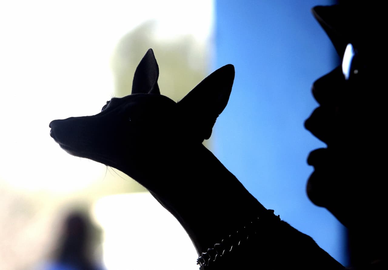 Una pareja infecta a un perro con la viruela del mono: cómo cambia esto la emergencia de salud