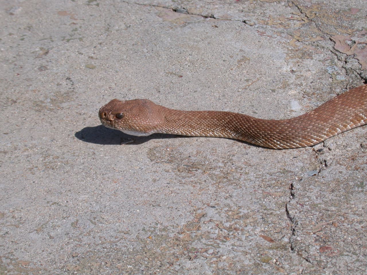 Las personas pueden encontrar estos animales en California con más frecuencia entre marzo y julio: “En esta época del año, cuando está demasiado caliente las posibilidades de ver serpientes es muy alta en las mañanas”, asegura Pauly.