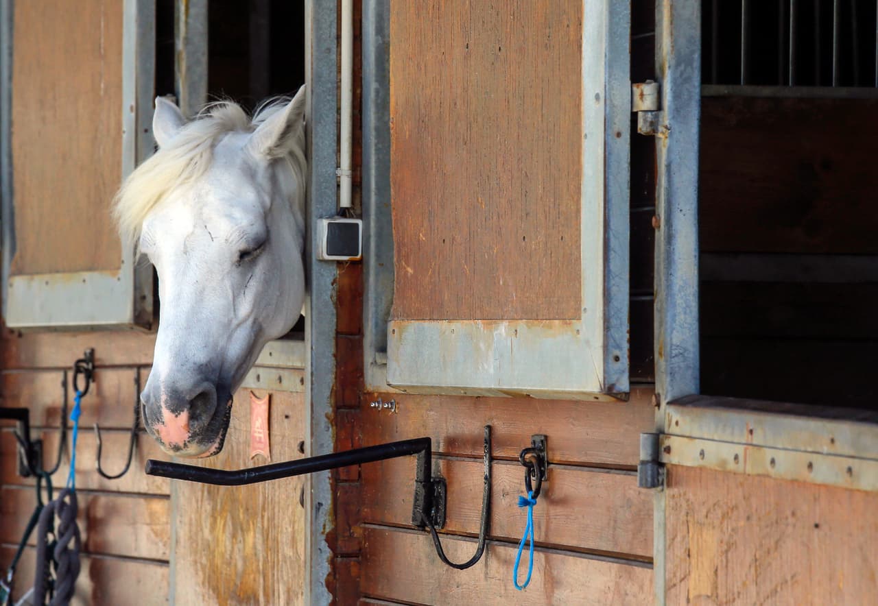 La mutilación y muerte de decenas de caballos genera indignación en Francia