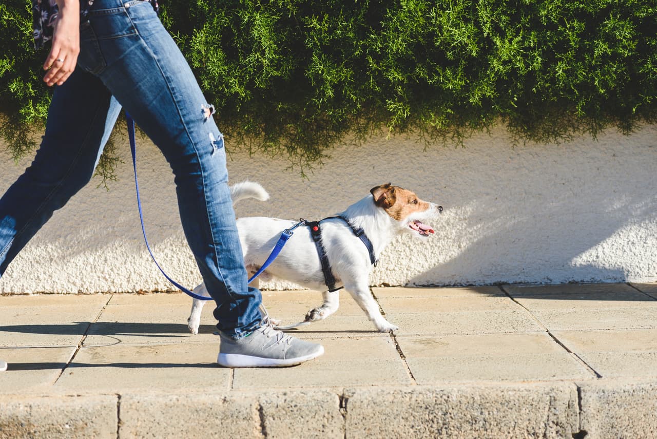 <h3 class="cms-H3-H3">17. Cuidador o paseador de mascotas</h3>
<br>
<br>Algunos dueños de mascotas pagan a personas para que se queden a cargo de sus animales mientras están de viaje o para que los saquen a pasear si están trabajando en otro lugar. Algunos sitios se dedican a poner en contacto a quienes deseen hacer esta labor y a quienes la necesitan, y por ello cobra una comisión de entre un 15% y un 25% del pago que ofrezca el cliente. La Oficina de Estadísticas de Trabajo calcula que se paga una media por hora de $13.81 por hora, y hasta unos $28,730 al año.
<br>