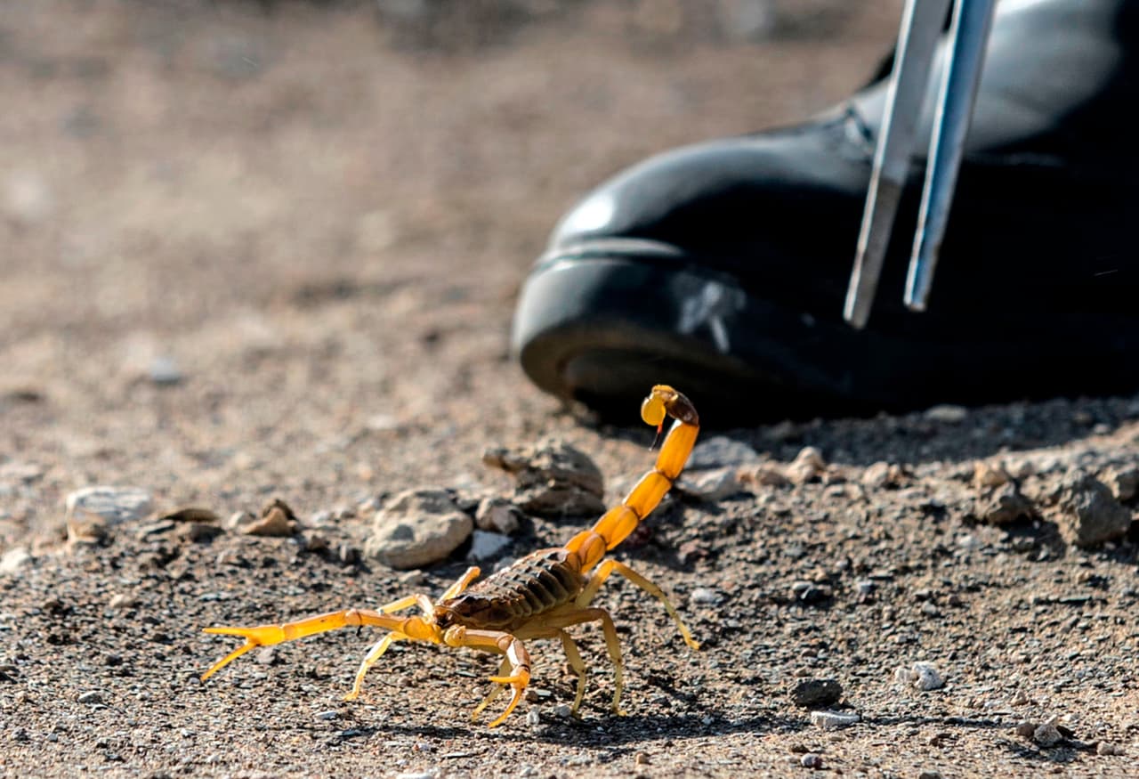 Con las altas temperaturas de 110° o superiores y monzón inicia la temporada de escorpiones, los residentes del sur de Arizona empiezan a encontrar los animales de picadura dolorosa cercas de sus viviendas.