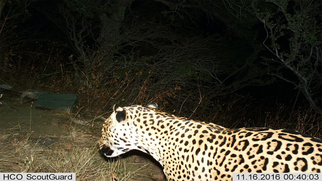 Jaguar mexicano cruzó la frontera y fue captado en las montañas del sur de Arizona