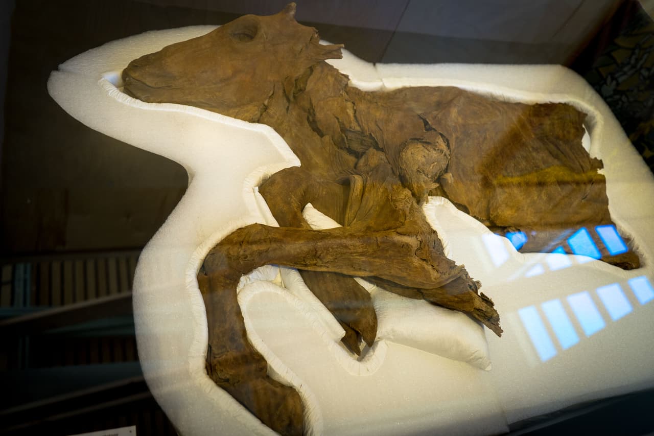 Este es el caribú. Su hallazgo es llamativo porque yacía en un lecho de cenizas volcánicas que data de aproximadamente 80,000 años atrás, 
<b>convirtiéndolo en uno de los tejidos de mamíferos momificados más antiguos del mundo.</b>