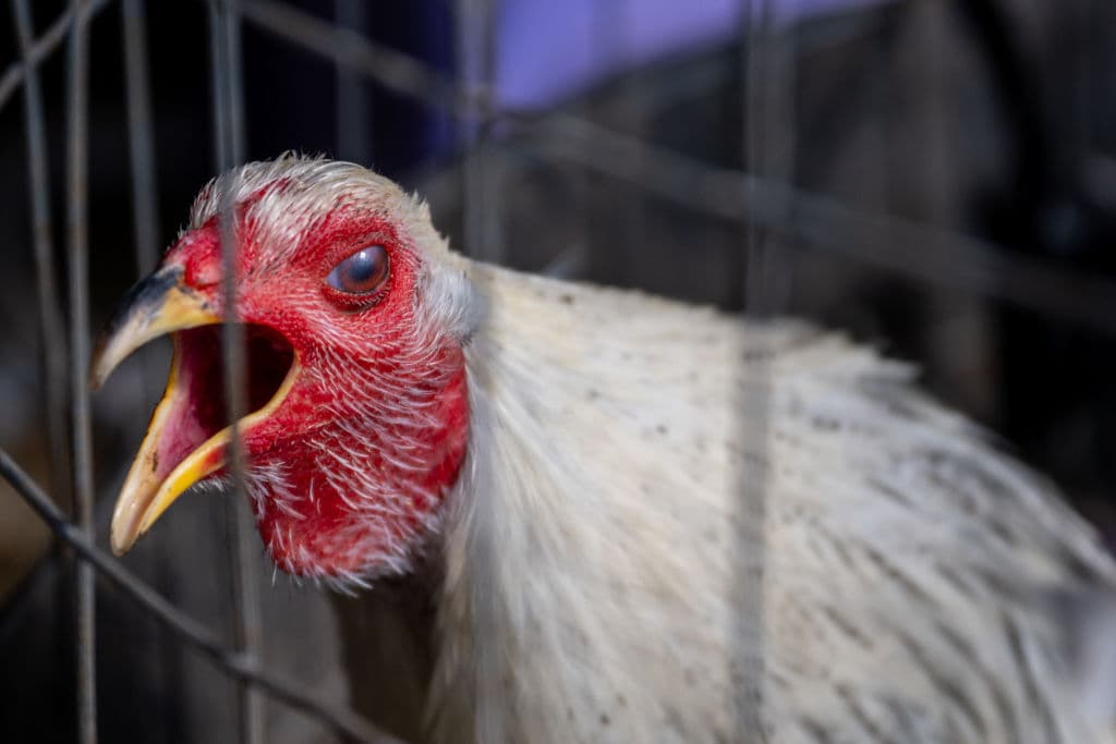 La búsqueda de medidas contra la gripe aviar persigue una reducción en el precio de los huevos.