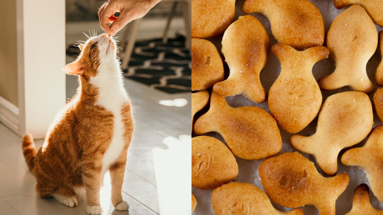Receta de galletas para gato, caseras, baratas y saludables