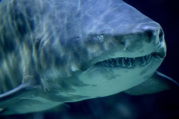 <br>El 13 de Julio un 
<b>surfista fue mordido en una pierna por un tiburón</b> en Smith Point, lo que 
<b>provocó el cierre temporal de la playa.</b>