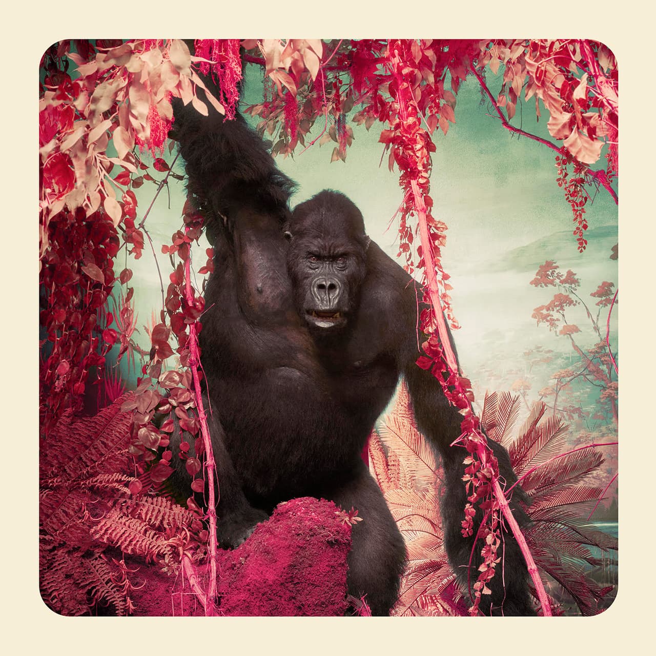 <b>‘El gorila’</b>
<br>
<br>Parte de uno de los proyectos del artista, explorador y científico 
<a href="https://vitalimpacts.org/collections/jim-naughten"><u>Jim Naughten</u></a>. El autor crea imágenes con el estilo de las fotos estereoscópicas, una técnica que se hizo popular a finales del siglo XIX, y también se inspira en los dioramas, como son representados algunos animales en los museos de historia natural. 
<br>
<br>La iniciativa 
<i>Vital Impacts</i> brinda asistencia financiera y “amplifica el impacto de las organizaciones comunitarias dedicadas a proteger y preservar los hábitats humanos y de vida silvestre”, según se lee en el portal. Muchos de estos grupos ofrecen capacitación laboral y empleo esencial en regiones remotas.