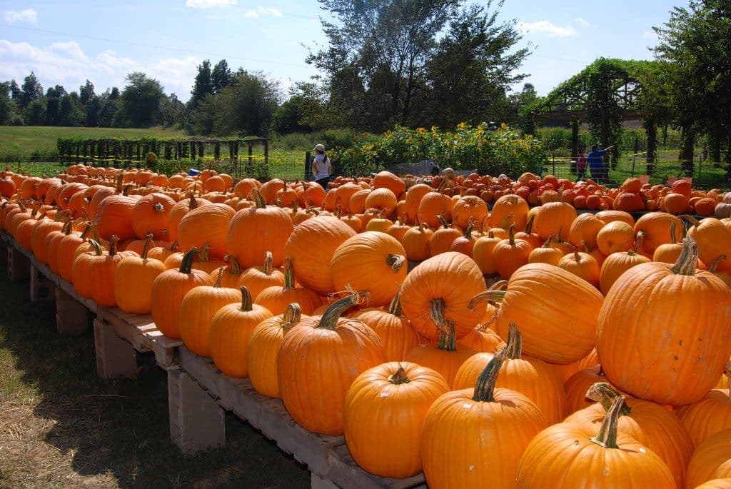 <b><a href="https://www.vierrafarms.com/?utm_source=Sacramento4Kids" target="_blank">Dave's Pumpkin Patch</a></b>. 
<br>3010 Burrows Avenue, West Sacramento CA 95691
<br>Incluye un huerto de calabazas, laberinto de maíz y actividades como el lanzamiento de calabazas. La entrada es gratis, pero las actividades tienen precios diferentes. Domingo a jueves de 10 am a 7 pm, viernes y sábado de 10 am a 9 pm.