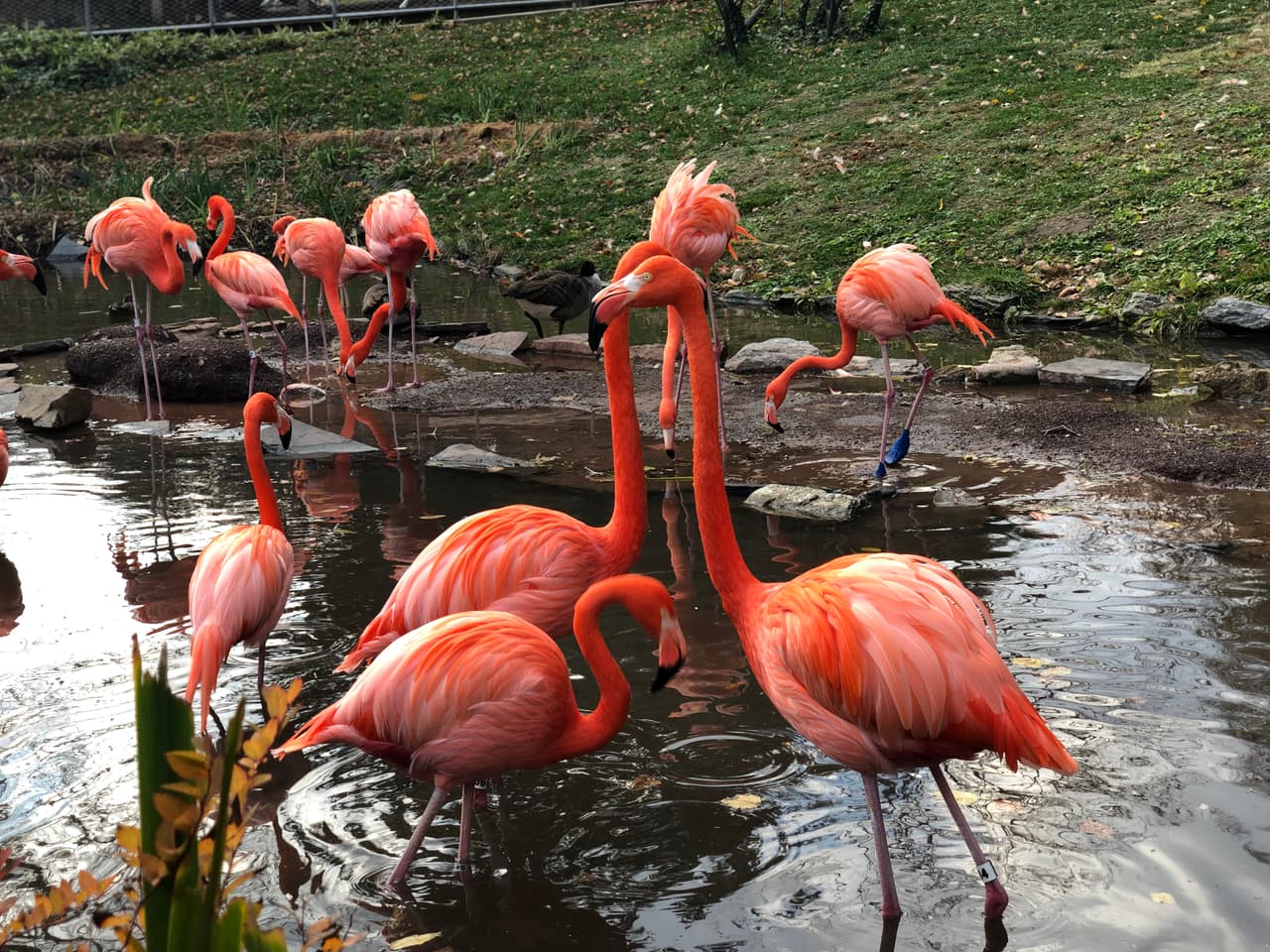 Esperanza de vida|La esperanza de vida de estas aves es muy alta. Los flamencos pueden vivir hasta 
<b>más de 40 años</b>.
<br>