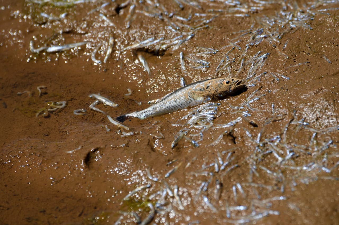 Peces muertos en el fondo seco del lago Oroville, en California. Las autoridades temen que los incendios forestales se disparen otra vez en este estado, que recibe muy poca lluvia en los meses de verano. Las temperaturas en la zona seguían con una tendencia de 
<a href="https://droughtmonitor.unl.edu/CurrentMap/StateDroughtMonitor.aspx?West"><u>3 a 6 grados por encima de lo normal la semana pasada</u></a>, según el Monitor de Sequía de Estados Unidos.