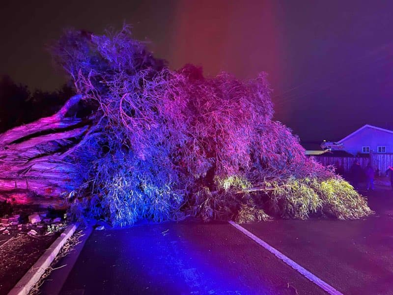 La tormenta que empezó el domingo por la noche causó la caída de varios árboles. Uno de ellos fue un gran eucalipto de derribó una barda. Mira los detalles.