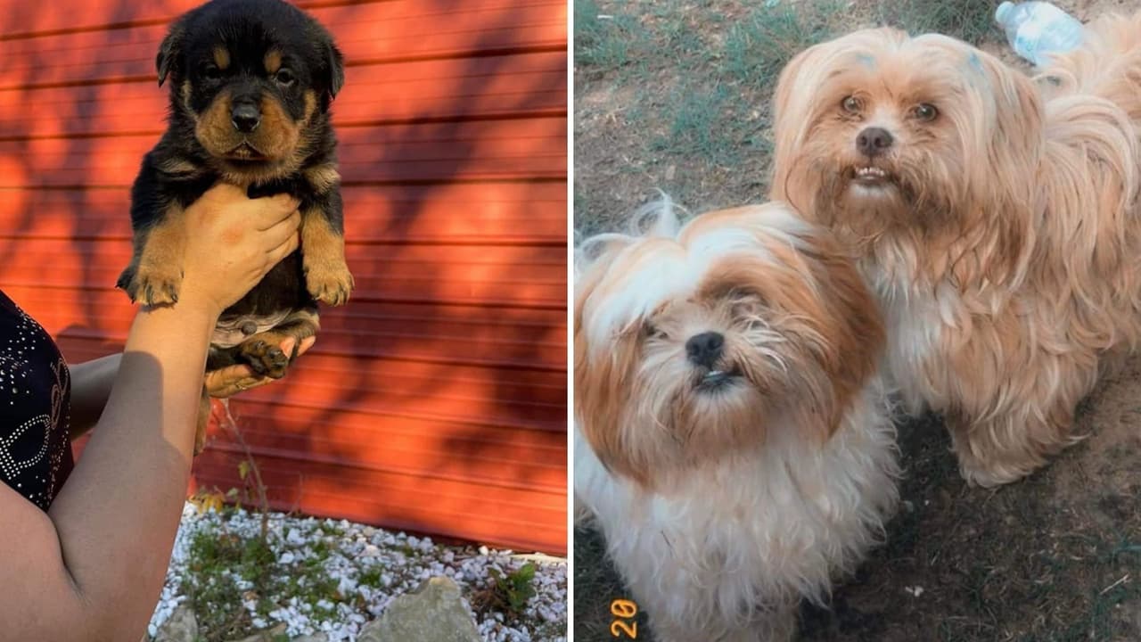 Una fecha especial para quienes son amantes de las mascotas y aprovecharon para celebrarlas. 
<br>