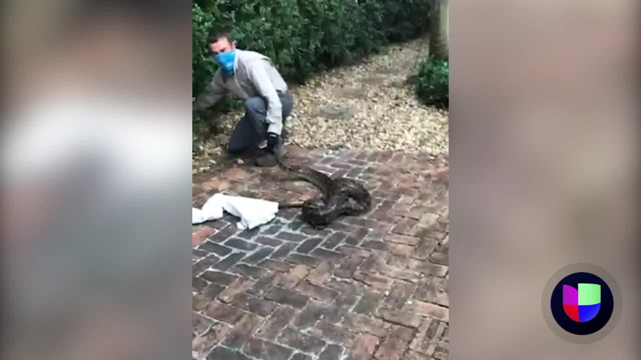 Una vez que una familia de Coral Gables vio a la enorme pitón en los arbustos afuera de su casa, se comunicó inmediatamente con las autoridades.