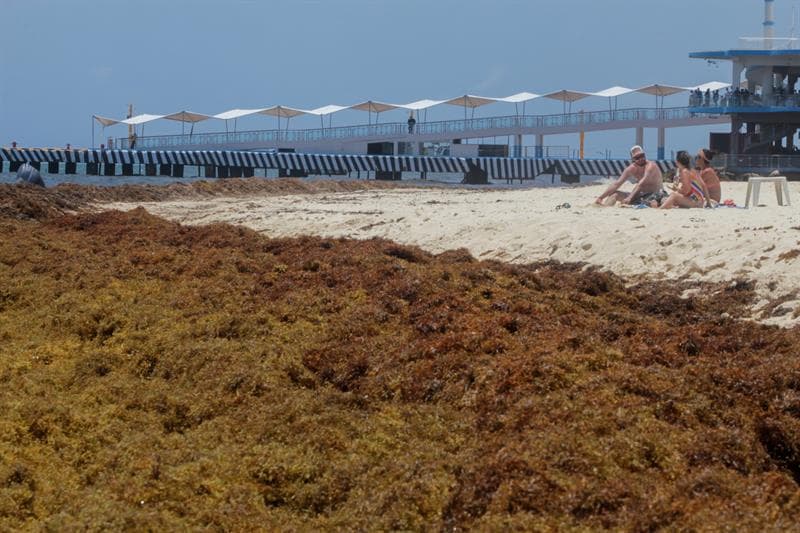 La imponente "isla flotante" de sargazos que se acerca a Florida y amenaza al Caribe 