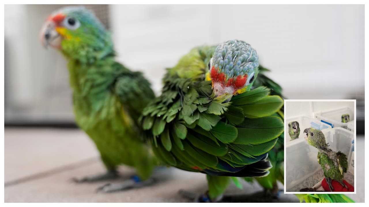 Un contrabandista fue arrestado en el Aeropuerto Internacional de Miami, con 29 huevos de loros que llevaba en una maleta con un controlador de temperatura especial y que comenzaron a salir de su cascarón, cuando pasaba un puesto de control.