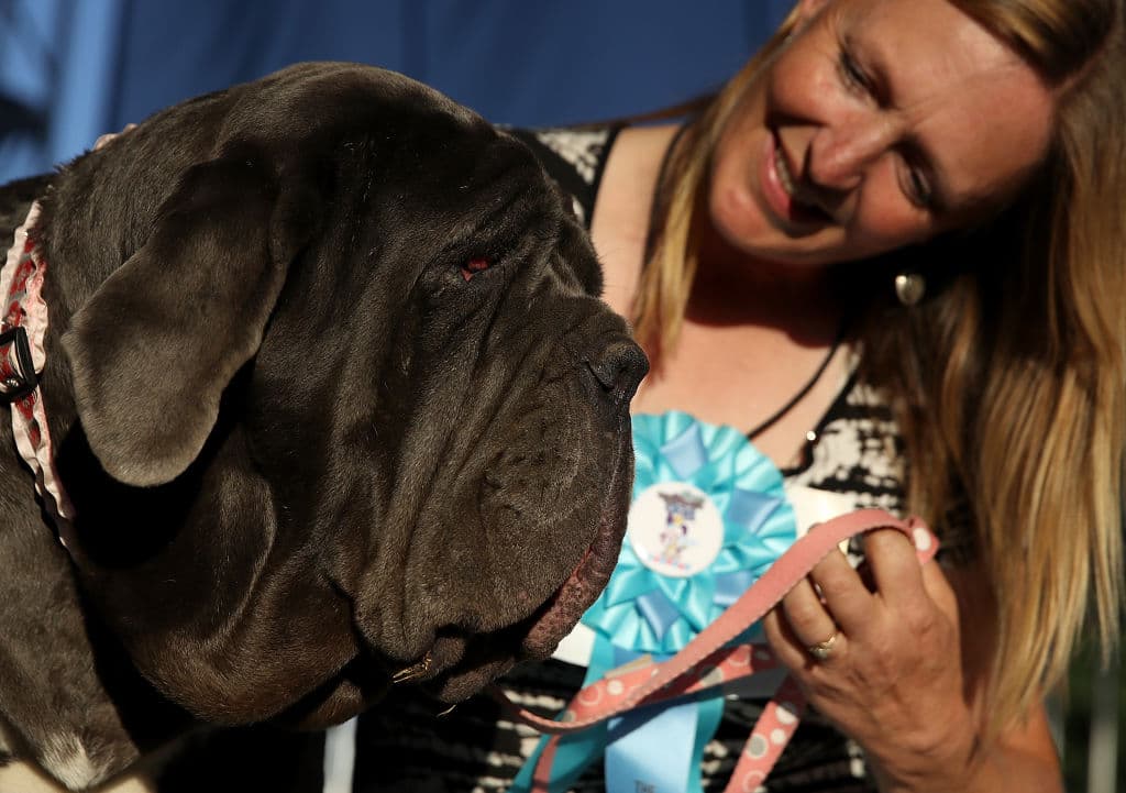 La dueña de la perra ganadora recibió 1,500 dólares y un trofeo, y su mascota volará a Nueva York para presentarse ante algunos medios de comunicación, anunciaron los organizadores.