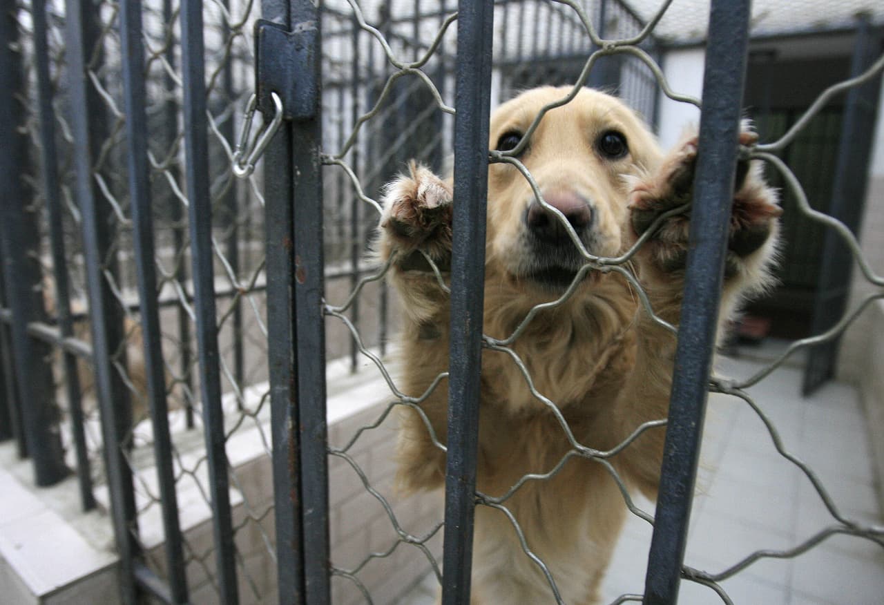 Bajo la nueva ley, los dueños de perros solo pueden usar ataduras humanitarias como sistemas de carritos o "tirolinas" y todas las ataduras permitidas deben estar unidas a un collar o arnés que se ajuste adecuadamente.