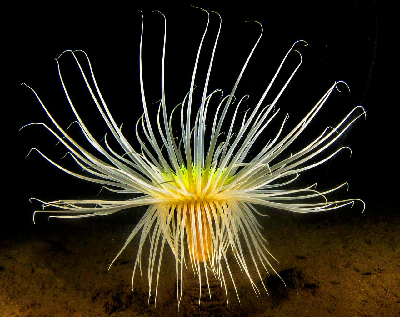 Anémona de fuegos artificiales escocesa. Ganador, categoría aguas británicas con compacta. Una anémona de la especie 
<i>Pachycerianthus multiplicatus</i> despliega sus extensiones coloridas en lo que parece un espectáculo de fuegos artificiales. Imagen tomada en Loch Duich de Escocia.