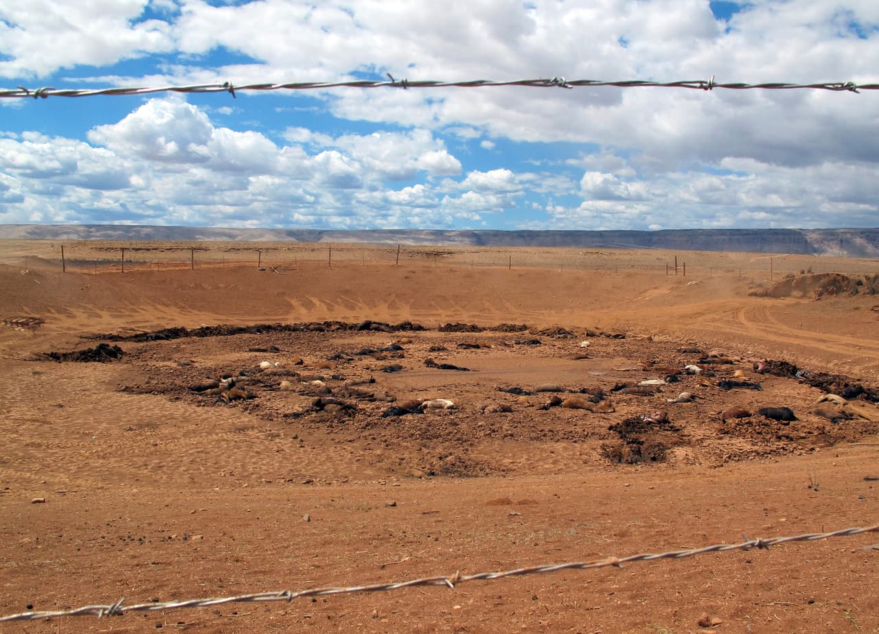 Las autoridades tribales utilizarán cal para acelerar la descomposición de los caballos. Aseguran que el incidente no representa ningún riesgo de contaminación a las poblaciones cercanas.