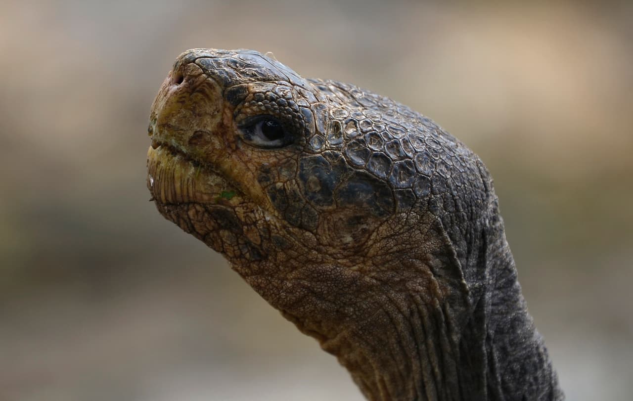 En la imagen, una tortuga gigante de Galápagos. 
<b>La Unión Internacional para la Conservación de la Naturaleza (UICN) enumera a las tortugas gigantes de Galápagos, que pueden vivir hasta 200 años, </b>como en peligro de extinción. 
<b>Se cree que alrededor de 23,000 tortugas viven en el archipiélago ecuatoriano.</b>