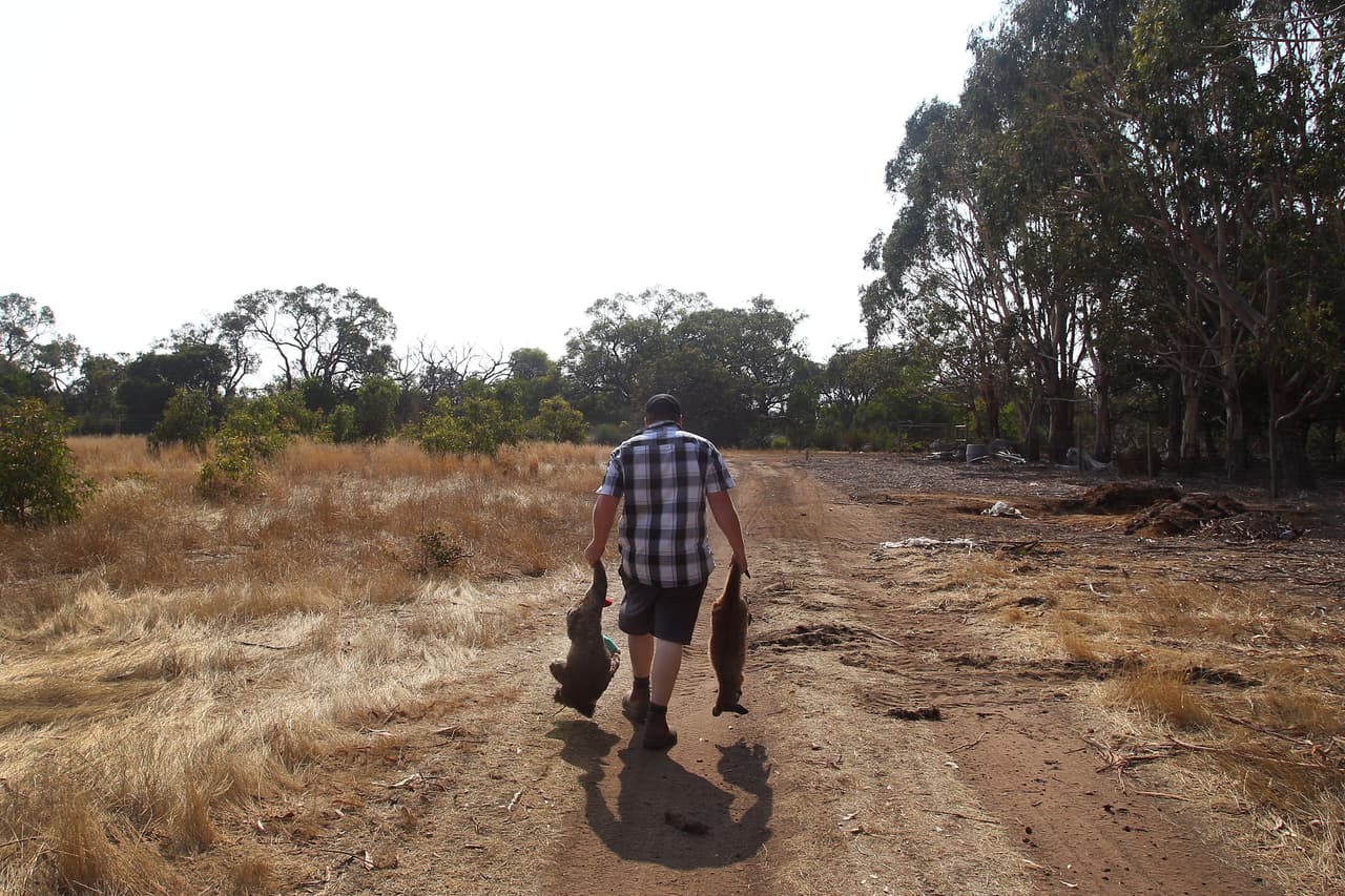 Sam Mitchell, propietario de un parque de conservación de animales en Isla Canguro, lleva a un koala y un canguro muertos a una fosa común. En esta isla los incendios quemaron al menos 56 casas y dos personas perdieron la vida.