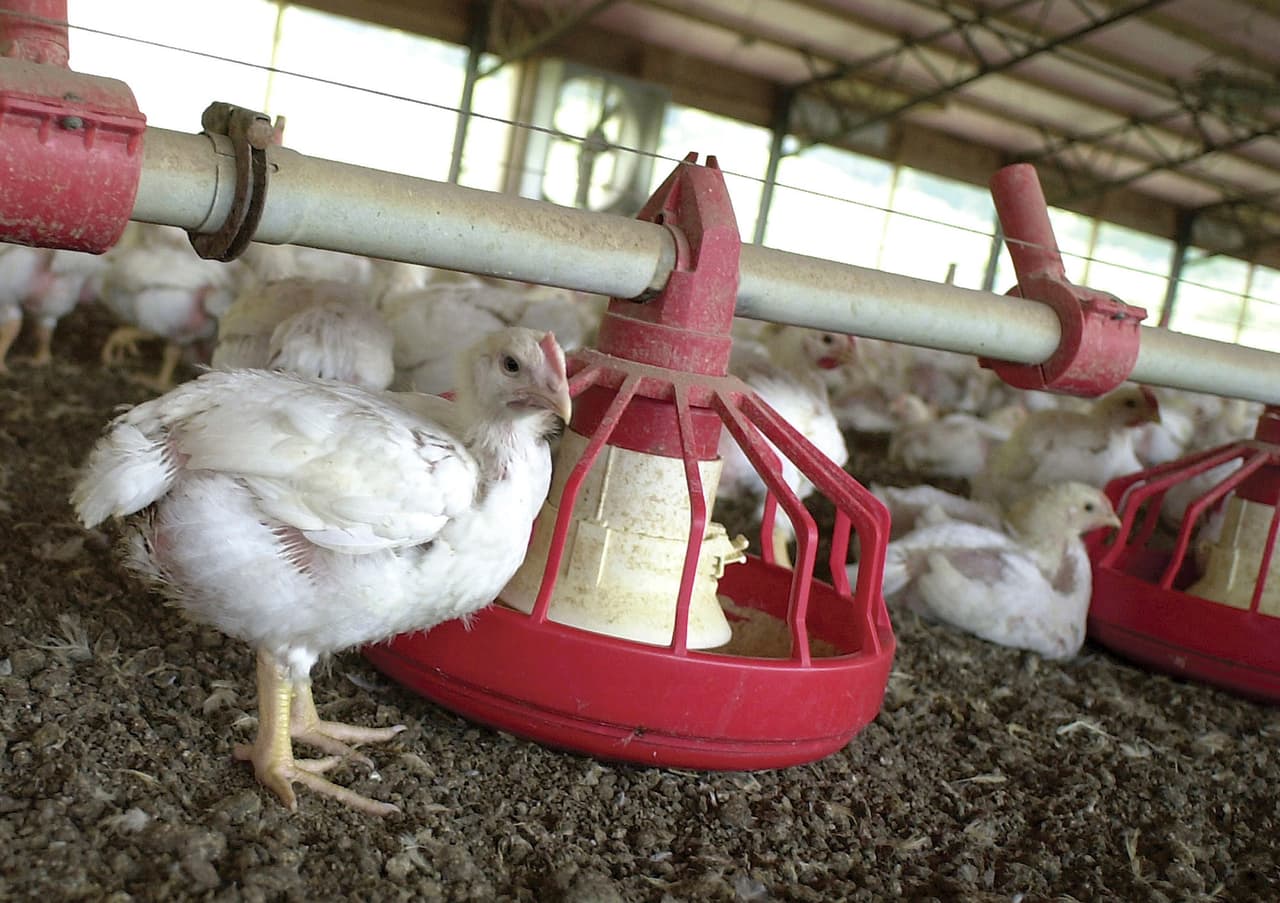 Sacrifican a 1,5 millones de pollos tras brotes de coronavirus en plantas de alimentos de Carolina del Norte